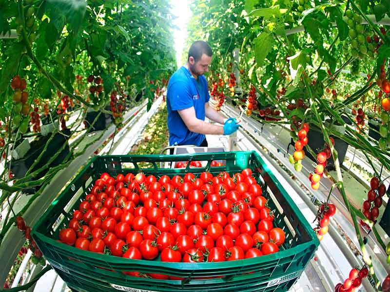 Коли краще збирати помідори у теплиці?